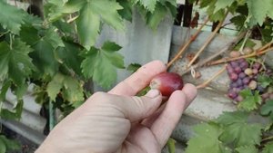 Очень хороший сорт винограда Фаэтон