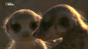 Рожденные в Африке  Школа выживания ⁄ Природа и животные [National Geographic]