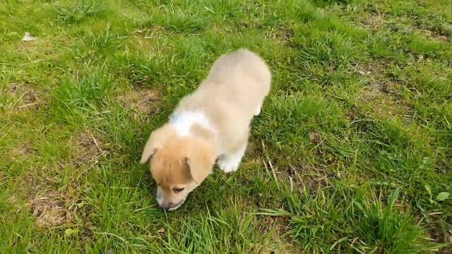 Фрай Винд Индиго - прогулка веселого корги :-) смотреть онлайн