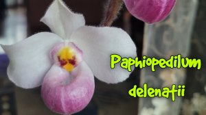 Paphiopedilum delenatii сезонное цветение.