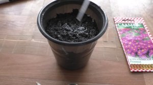 Посев астры альпийской на рассаду, первые всходы.