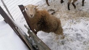 Катумские овцы зимой