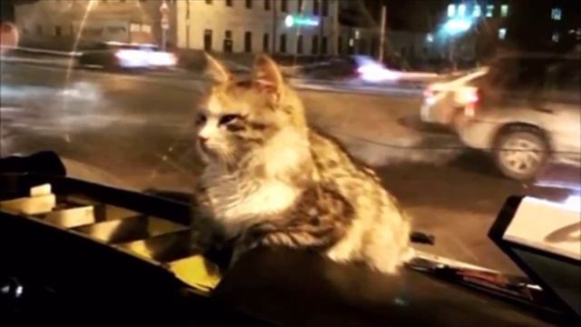 Замерзшая кошка запрыгнула в маршрутку. Водитель поступил как Человек, трогательная история смотреть онлайн