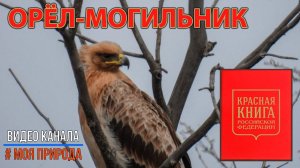 Орёл могильник. Краснокнижная птица