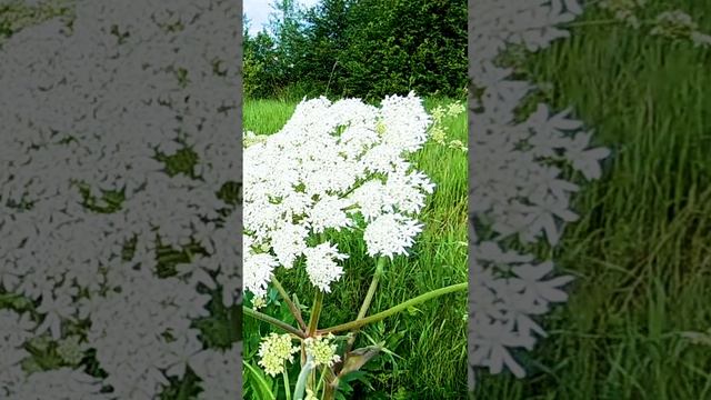 Опасное растение борщевик.?
