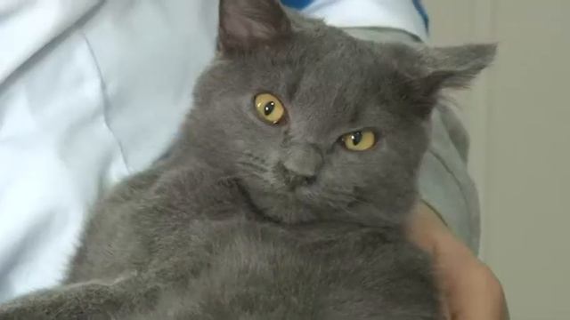 Очаги микроспории в Сердобском районе смотреть онлайн