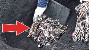 Лучший способ хранения черенков винограда зимой! Где хранить черенки винограда зимой?