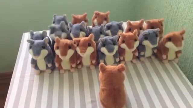 Говорящие хомяки задумали ПОБЕГ ))) смотреть онлайн