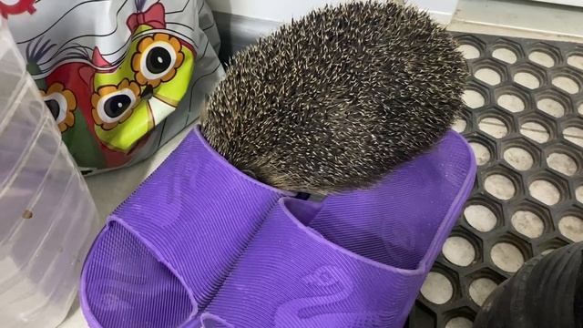 Ёжик "типа" спрятался от нас | Жизнь ёжиков смотреть онлайн