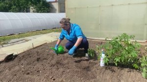 Сажаем рассаду томата в грунт