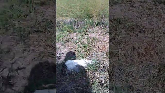 Іржа чи пурпурова плямистість на спаржі в 2021 році смотреть онлайн