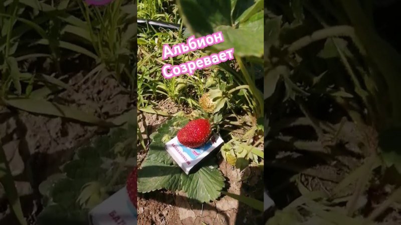 клубника Альбион созревает
