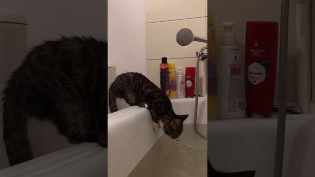 Мяу. Наши #домашниеживотные