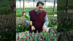 Сорт тюльпана "Purple Prince". Тепличный комплекс "Южный Полевод". Оптовая продажа тюльпана.