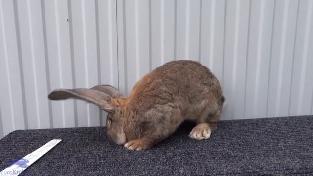 Содержание ризенов. Самец, возраст 4 месяца 20 дней. Вес 7 кг 080 гр , ухо 23 см смотреть онлайн