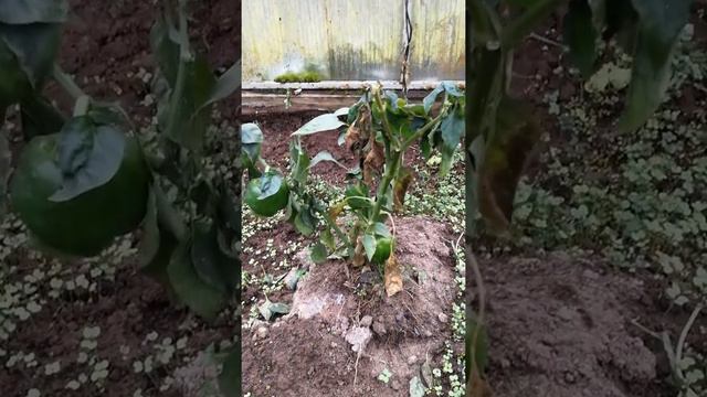 Выпуск 53. Перец болгарский 3-й урожай с органикой БИЭМ за 13 месяцев. Как вам результат? смотреть онлайн