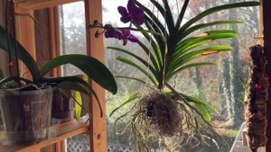 Как зацвела Орхидея ВАНДА / Vanda orchid is in bloom