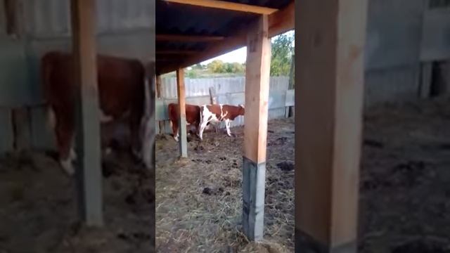 Казахские белоголовые коровы возраст 4 года смотреть онлайн