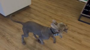 slow motion iphone 13 pro max weimaraner