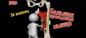 Большая приводящая мышца. 3d anatomy