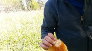 По моим местам за грибами. Гигантские Опята.