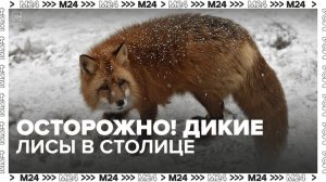 Москвичи стали чаще замечать диких лисиц в столице - Москва 24