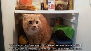 Почему кошки закапывают еду — рядом с миской и что это значит