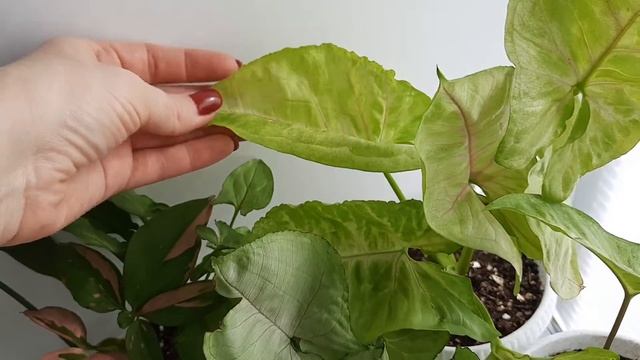 ❤/Комнатные растения/Осенние новости с подоконника/Перестановка? смотреть онлайн