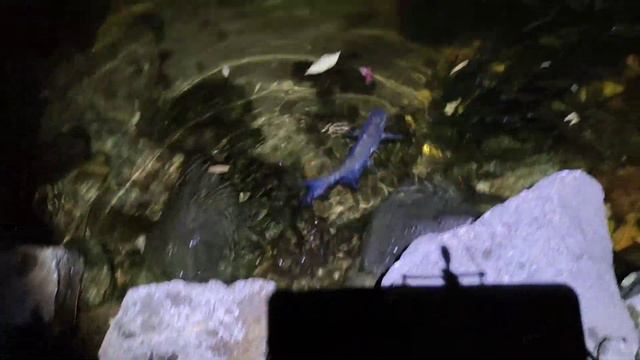 Рыбалка в Запорожье.Карпик,Лещ,Плотва.Рыбалка в Запорожье 2021. смотреть онлайн