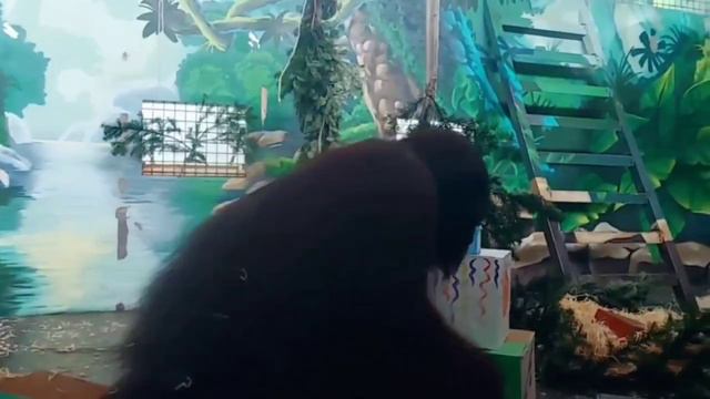 Новый год в зоопарке отметили не только наши гости, но и наши питомцы! #ростовскийзоопарк #животные смотреть онлайн