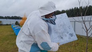 ОБЪЕДИНЕНИЕ  ПЧЕЛИНЫХ СЕМЕЙ ОСЕНЬЮ. ПРЯМАЯ ПОДСАДКА ЭТО ПРОСТО. ПОДСИЛИВАНИЕ СЛАБЫХ СЕМЕЙ.