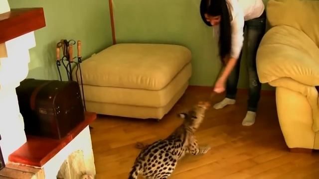 Саванна самая крупная кошка. Домашняя кошка и дикий тростниковый кот сервал. смотреть онлайн