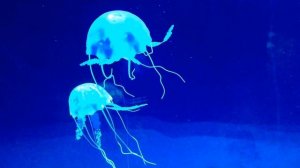ПОДВОДНЫЙ МИР  Огромные ядовитые медузы Кто заметит в чем подвох