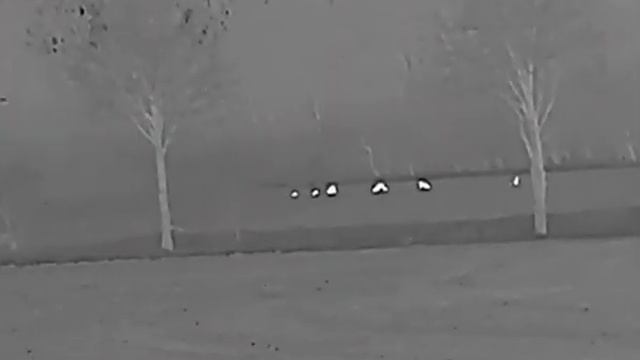 Dziki na zasiewie kukurydzy 27.04.2022 HIKMICRO LH25 смотреть онлайн