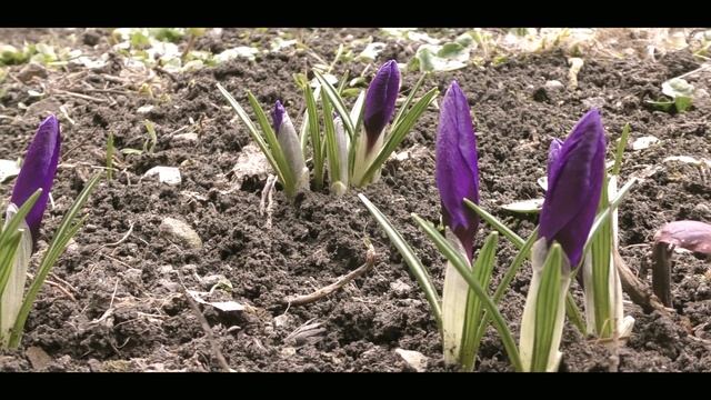 Запорожье. Весенние цветы. Первые крокусы.Запорожье 14.3.2022. смотреть онлайн