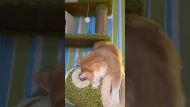 Модель И-18 молоко+зеленый когтеточка КИСМИТ смотреть онлайн