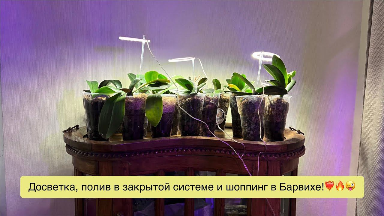 Под бокал игристого и новогодние песни продолжаем поливать орхидеи и раздражать хейтеров!