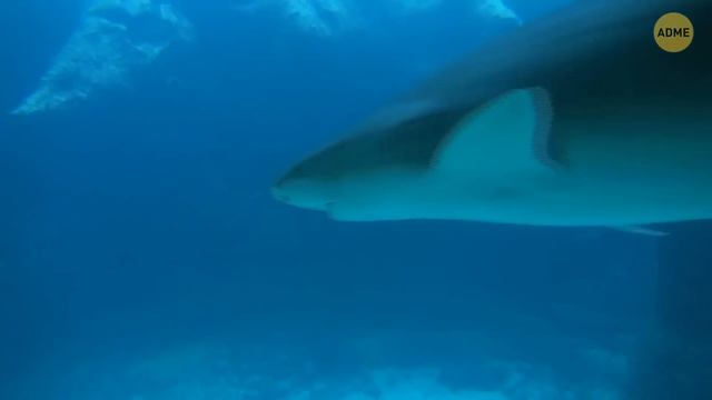 Морские существа, с которыми вы не хотите встречаться никогда смотреть онлайн