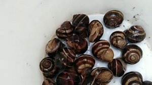 Свиные шкурки для кур несушек ?????улитки ??2