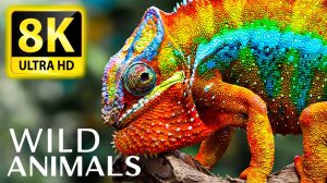 SPECIAL ANIMALS & BIRD Collection 8K 60FPS HDR10+ — с расслабляющими звуками природы и животных