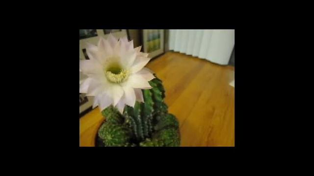 Cactus flower