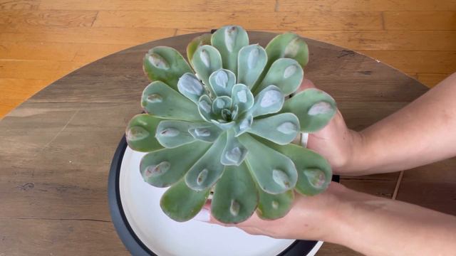 Hablemos de la Echeveria Raindrops🪴💦#EcheveriaRaindropscuidadosorigen смотреть онлайн