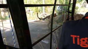 Тигровый парк в Паттайе (Tiger Park Pattaya HD, 4K)