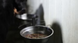 Как правильно кормить щенка? Чего нельзя давать собаке? Говорит ЭКСПЕРТ.