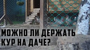 Можно ли держать кур несушек на даче согласно устава СНТ?