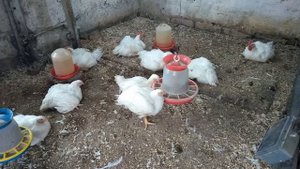 Вес тушки бройлера в 62 дня