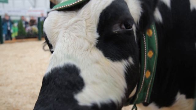 Саха ына5а / Якутский скот / 24-я Российская агропромышленная выставка «Золотая осень – 2022» смотреть онлайн