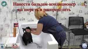 Повседневный Уход за шерстью Шотландского (скотч) терьера