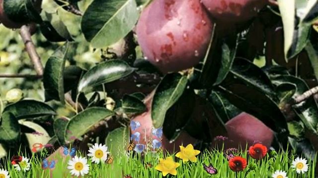 Груша плодовая Кармен ? Обзор: посадка и уход. крупномеры груши Кармен: описание и особенности смотреть онлайн