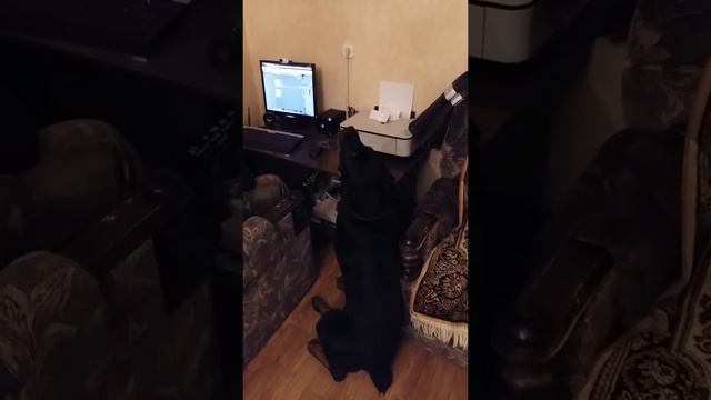 Собака -патриот смотреть онлайн